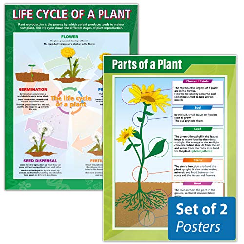 【中古】【未使用・未開封品】植物ポスターセット???パックof 2?|科学教育チャートで高光沢with Heavy Stock Lamination (33?