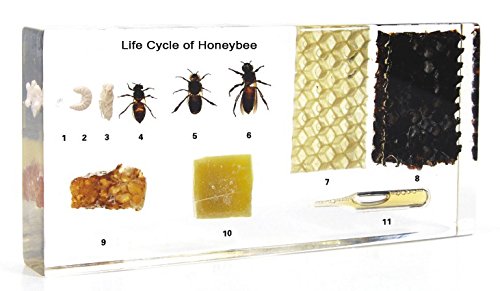【中古】【未使用・未開封品】Amazingbug 生命保育園のミツバチ科学教室の標本 科学教育用