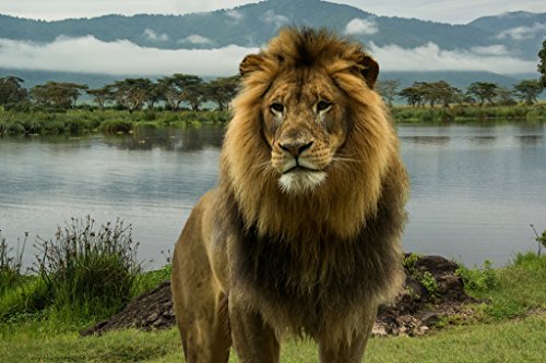 š̤ۡѡ̤ʡAfrican Lion At Lake in󥲥ƥΩեȥե졼դݥ18?x 12?by proframes 18x12 inches