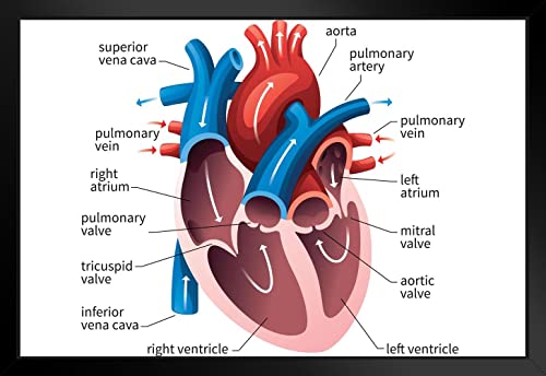【中古】【未使用・未開封品】人間の心臓循環系図表 医学教育 科学クラス 解剖学 コラゾン静脈 動脈ラベル ブラック 木製 フレーム入りアートポスター 20x14