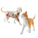 【中古】【未使用 未開封品】スカイネット 立体パズル 4D VISION 動物解剖 No.29 猫 解剖モデル オレンジ