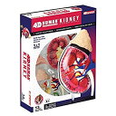 【中古】【未使用未開封】4D Master Human Anatomy Kidney Model Kit One Color by 4D Master