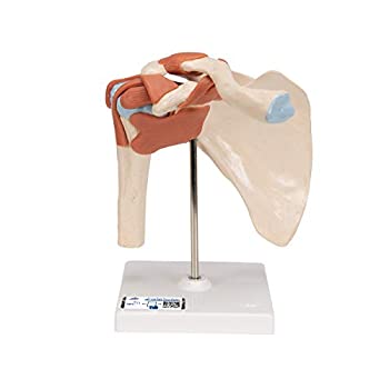 AJIMURA-SHOP���㤨��֡���šۡ�̤���ѡ�̤�����ʡ�(Deluxe Shoulder Model - 3B Scientific A80/1 Deluxe Functional Shoulder Joint Model, 22cm Height�פβ����Ǥ������ʤ�68,410�ߤˤʤ�ޤ���