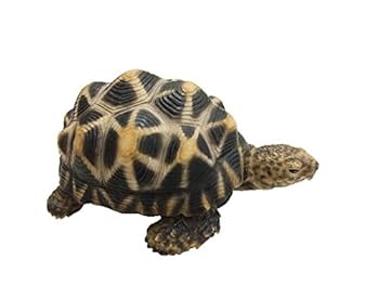 【中古】貯金箱 ペット バンク ホシ