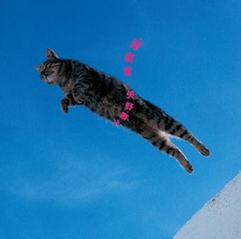 【中古】音楽堂 - 矢野顕子