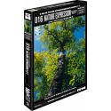 【中古】 DEX-H 016 Nature Expression 桜 樹 緑 紅葉 月