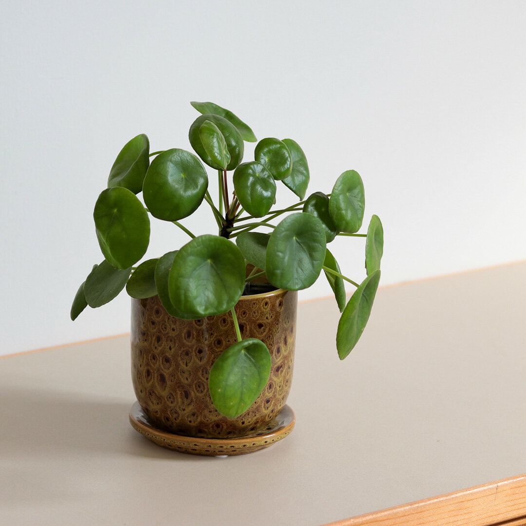 クヴェタ 受け皿付き陶器鉢 植木鉢 ポット ガーデン雑貨 植物 グリーン インテリア 韓国インテリア 韓国雑貨 北欧風 おしゃれ かわいい