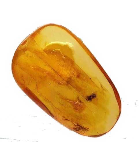 SIEE Baltic Amber「虫入り琥珀（Insects in Amber）約7-12mm バルト海 アンバー(樹脂の化石) 産地：Balttic Sea」標本ケース入り
