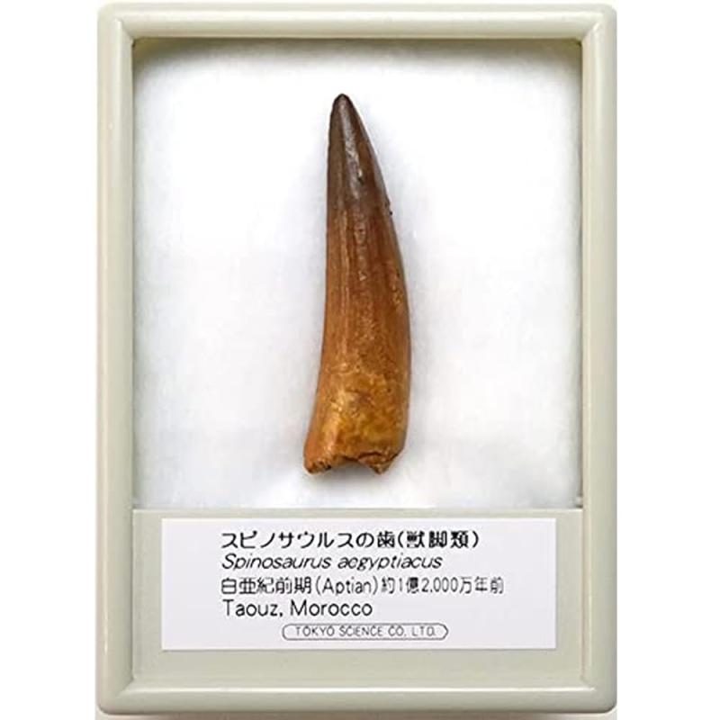 SIEE 恐竜の化石「スピサウルスの歯 化石（獣脚類）約40mm 白亜紀前期 産地：モロッコ王国 Spinosaus aegyptiacus tooth」標本ケース入り