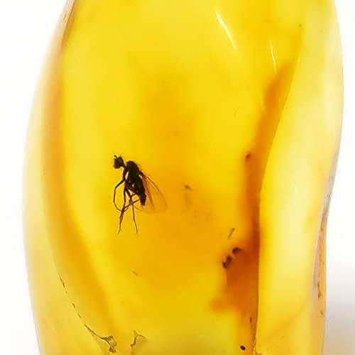 Tokyo Science「虫入り琥珀（Insects in Amber）約13-28mm バルト海 アンバー(樹脂の化石) 産地：Balttic Sea 」標本ケース入り Baltic amber