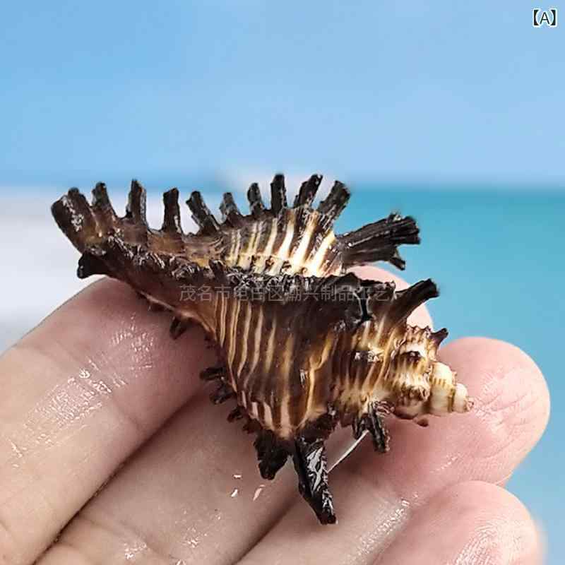 アクアリウム ヤドカリ 替え殻 天然巻き貝 黒バラシェル 水槽レイアウト インテリアオブジェ 室内装飾 ディスプレイ用 自然素材 観賞用