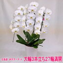 数量限定!赤平長持ち胡蝶蘭 大輪白3本立ち27輪満開蕾なし【ソゴー ユキディアン】≪12月から5月までは北海道のみ配送≫
