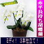 只今5分開花!赤平長持ち胡蝶蘭白ミディ3本仕立て【アマビリス】