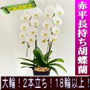 【11月から5月までは北海道のみ配送】<オンラインショップ限定品>赤平長持ち胡蝶蘭大輪白 2本仕立て18輪以上【ソゴー ユキディアン】