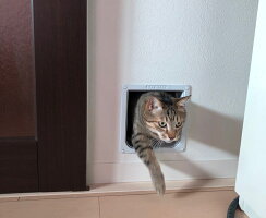 猫ドアR234+303延長トンネル付き