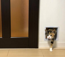猫ドアR234+303+303延長トンネル付き