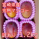 宮崎県産 完熟マンゴー 訳あり 3-4玉 1.2kg アップルマンゴー 熱帯果実 産地直送 産直 加工用 赤池農園 中元 お祝い 残暑見舞い 家庭用 自宅用 旬 期間限定 冷蔵 お徳(4)