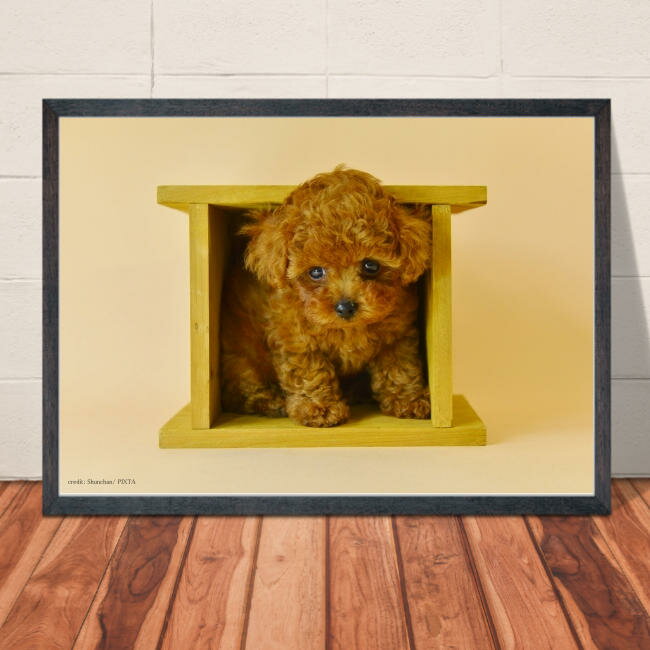 【送料無料】A4ポスター トイプードル【2】かわいいワンコのポスター 犬 インテリア 写真 A4・A3サイズ 巣ごもり生活 ペット 動物 インスタグラム インスタ映え 小物 m1
