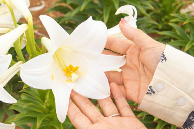 【 球根 】【 送料無料 】 てっぽうゆり (10球入り)　きゅうこん プランター 鉢植え 秋植えの花球根 秋咲き球根 寄せ植え ベランダ 初心者 育てやすい 簡単 毎年開花 テッポウユリ 鉄砲百合 ガーデニング 和風 切り花 生け花 夏 開花 5月咲き 6月咲き 7月咲き 8月咲き