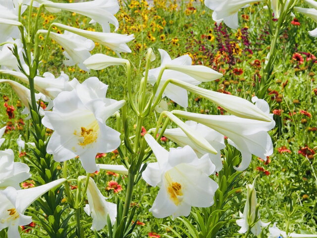 【球根】【送料無料】てっぽうゆり (20球入り)　きゅうこん プランター 鉢植え 秋植えの花球根 秋咲き球根 寄せ植え ベランダ 初心者 育てやすい 簡単 毎年開花 テッポウユリ 鉄砲百合 ガーデニング 庭 和風 切り花 生け花 開花 5月咲き 6月咲き 7月咲き 8月咲き 人気