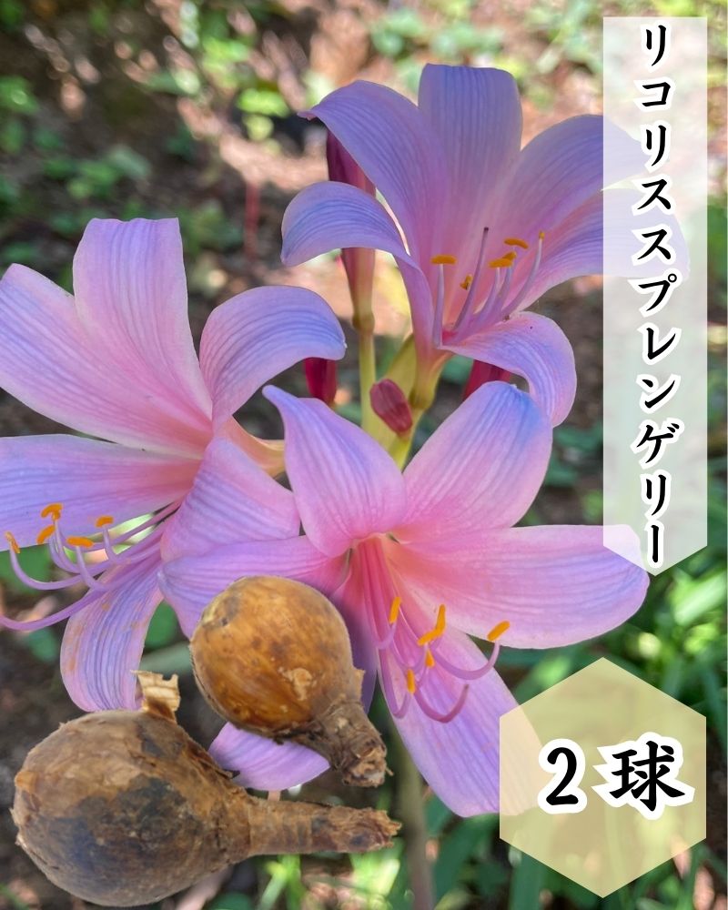 球根　(ピンク花 彼岸花)リコリス スプレンゲリー 球根 1球 球根 植えっぱなし 花　ガーデニング 初心者 おすすめ フラワー 花 植え付け 7月 8月 プランター 鉢植え 秋植え 花球根 秋咲き ベランダ 育てやすい 簡単 毎年開花 庭 和風 開花 9月のサムネイル