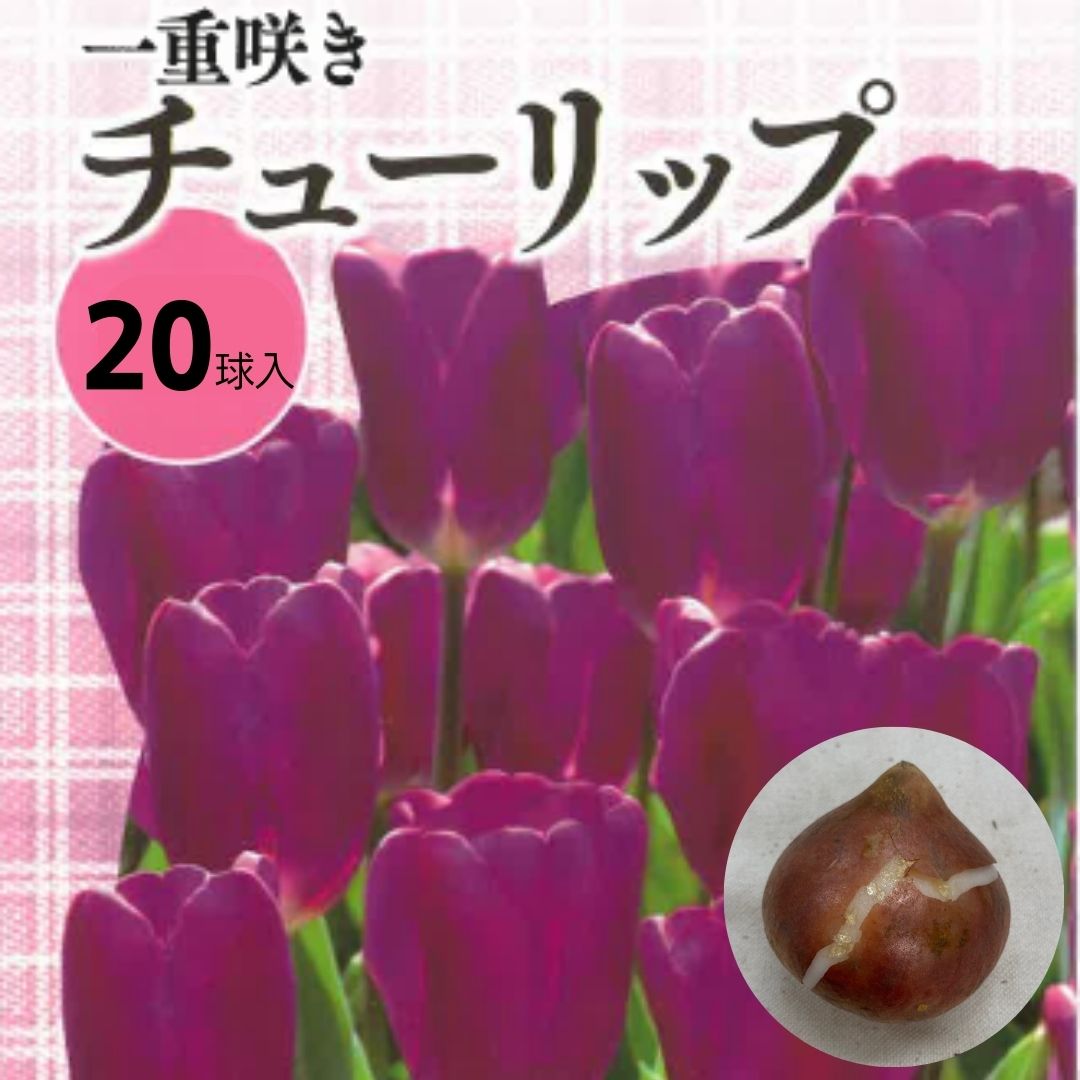 【 単色 】チューリップ球根 パープル 20球入り 花 球根 植えっぱなし チューリップ 紫色 パープル 単色 秋植え 秋まき 秋 花 種 花の種 プランター 菜園 ガーデニング たね タネ 種子 ベランダ 家庭菜園