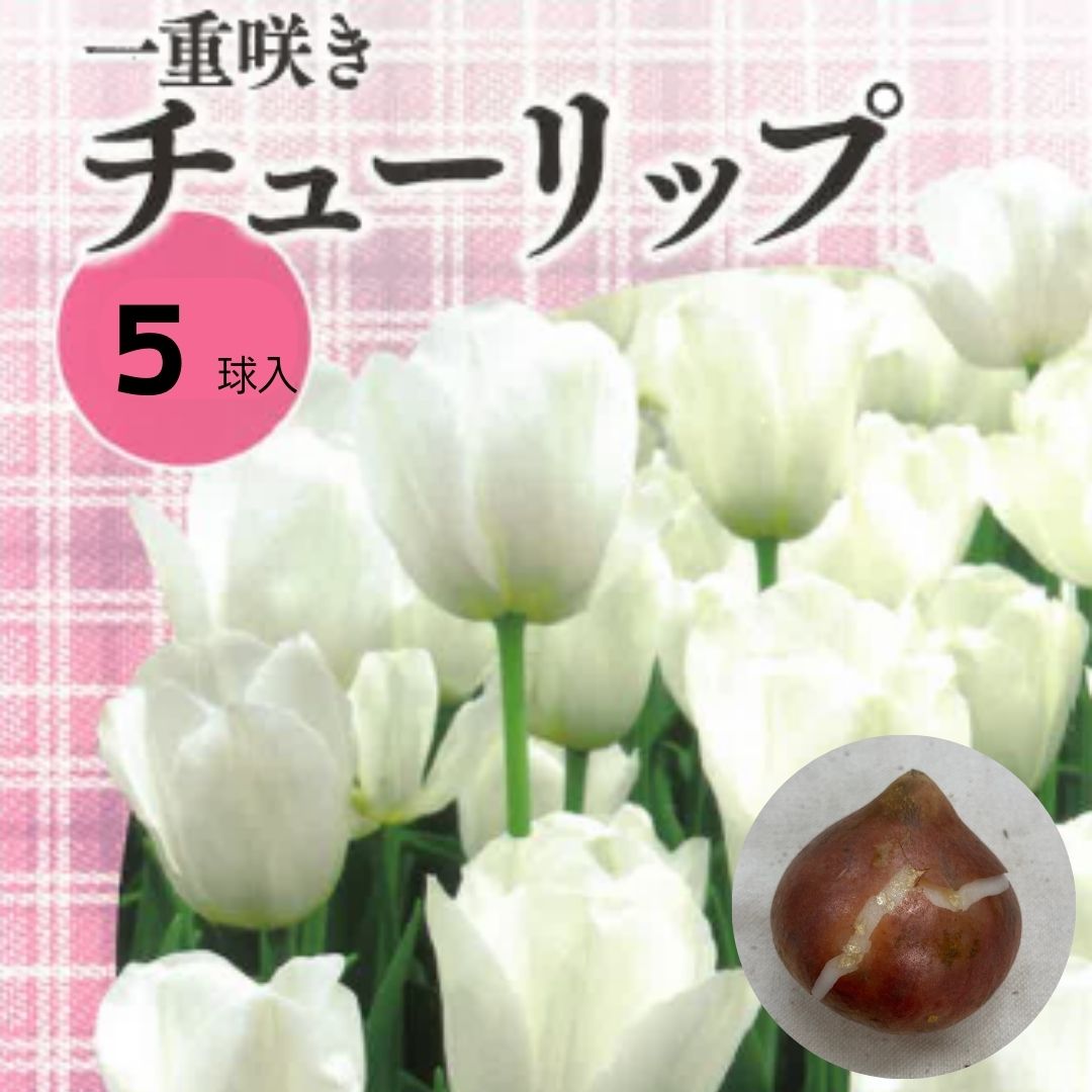 【 単色 】 チューリップ球根 ホワイト 5球入り 花 球根 植えっぱなし チューリップ 白色 ホワイト 単色 秋植え 秋まき 秋 花 種 花の種 プランター 菜園 ガーデニング たね タネ 種子 ベランダ 家庭菜園のサムネイル
