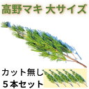 フリージアの花束 高野マキ（大）5本束【※マキ以外の商品と同梱不可※】