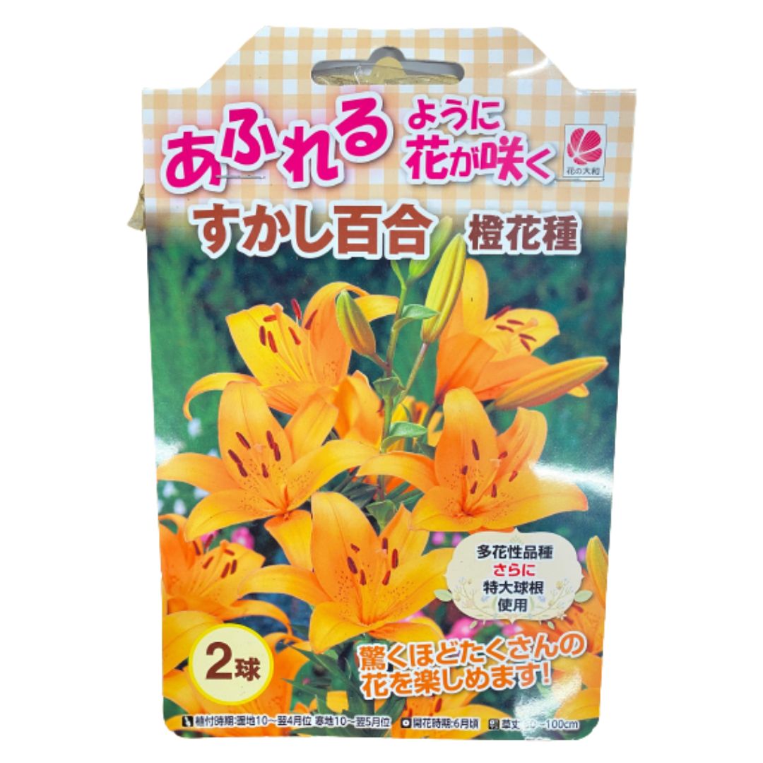 ●【 花球根 】あふれるように花が咲くすかし百合 オレンジ 花 球根 秋植え 秋まき 秋 花 種 花の種 プランター 菜園 …