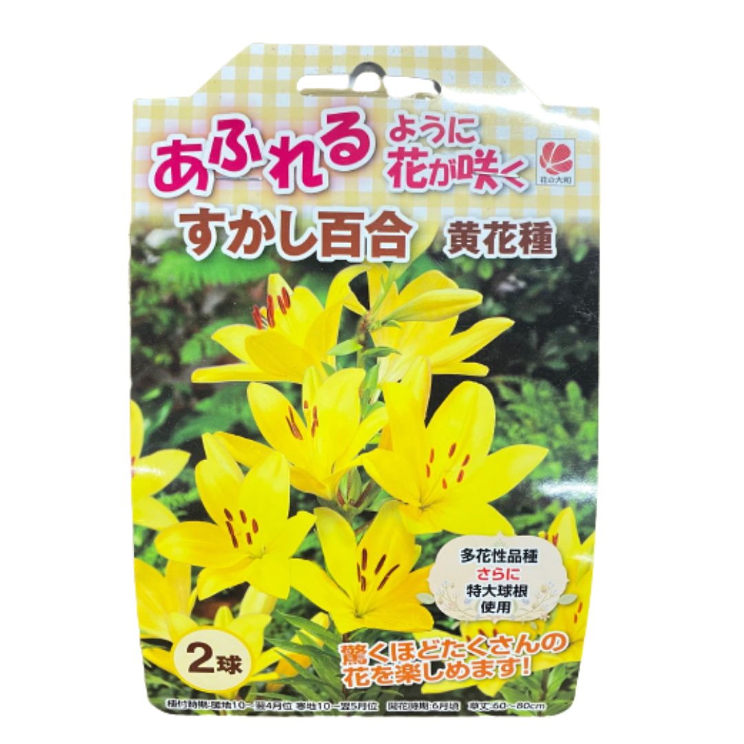 ■科名：ユリ科 【植え付け時期：　10月～4月　】 【開花時期：　6月頃　】 【草丈：　60cm～100cm　】 ■プランター栽培・花壇・庭植え 【　※寒冷地以外では、できるだけ早く植え付けるようにしてください。　】 ～上手な育て方～ 1．秋～冬 球根の3倍の深さに植えます。 （鉢植えの場合は出来るだけ深く。） 2．春～開花時 上根が水分・養分を吸収するので傷付けたりしないよう大切に。 土は乾かない程度に管理下さい。 3．開花時 切花にするときは茎を半分以上残してください。 花がら、子房（実になるところ）は、こまめに取り除きます。 4．晩秋～冬 冬は水をひかえめに。 植え替えは球根が乾燥しないよう手早くすませましょう。 【※ご注意事項※】 ・種子、苗、球根など、生ものとなる植物の場合、 発芽率や生育・球根の大きさなどに個体差があるため、 交換は原則としてご対応できません。 また、お客様都合による返品・返金、交換は、 原則としてご対応できません。 ただし商品到着時、 気温の変化で生ものが傷んでいた場合や、 配送の際の衝撃などで痛んでいた場合に限り、 ご対応させていただきます。 （商品状態確認のため、 お写真の提供をお願いする場合がございますので、 ご理解・ご協力のほどよろしくお願い致します。） ※写真はイメージなので 　実際とは異なる場合が 　ございます。 　御了承下さい。 ・・・ 暮らしに緑と豊かさを ・・・ 赤松種苗 では、 野菜 や 花 の 種子 を はじめとする、 苗 や 球根 を取り扱っております。また、 農作業 家庭菜園 畑 ベランダ などで 活用 できる 園芸資材 も多数取り揃えております。近年では、 SDGs の取り組みをかかげた商品も増えてきており、当店では、 土にそのまま植えられるポット など サステナブル な商品の販売もしております。取扱い種子として、 F1 品種 や 固定種 伝統野菜 の 種 もございます。 ■春まき 夏野菜 では、 胡瓜 （ きゅうり ・ キュウリ ） トマト （ とまと ） ミニトマト 加熱用トマト 、 茄子 （ なす / なすび ・ ナス / ナスビ ） 苦瓜 （ ごーやー ・ ゴーヤー ）、 ピーマン （ ぴーまん ） 唐辛子 （ とうがらし ・ トウガラシ ）、 西瓜 （ すいか ・ スイカ ） メロン （ めろん ）、 枝豆 （ えだまめ ・ エダマメ ） インゲン （ いんげん ） 刀豆 （ なたまめ ）、 南瓜 （ かぼちゃ ・ カボチャ ） 玉蜀黍 （ とうもろこし ・ トウモロコシ ）、 ■秋まき 冬野菜 では、 ブロッコリー カリフラワー 、 白菜 （ はくさい ・ ハクサイ ） キャベツ （ きゃべつ ）、 大根 （ だいこん ・ ダイコン ） 蕪 （ かぶ ・ カブ ）、 小松菜 （ こまつな ・ コマツナ ） 法蓮草 （ ほうれんそう ・ ホウレンソウ ）、 豌豆 （ えんどう ・ エンドウ ） 空豆 （ そらまめ ・ ソラマメ ）、 玉葱 （ たまねぎ ・ タマネギ ） 人参 （ にんじん ・ ニンジン ）、 牛蒡 （ ごぼう ・ ゴボウ ）、 ラディッシュ （ 二十日大根 ） レタス （ れたす ）、 葱 （ ねぎ ・ ネギ ）、 ■その他 スプラウト種子 では、 かいわれ大根 マスタード アルファルファ グリーンマッペ 豆苗 ルッコラ セサミ 大豆もやし レッドキャベツ などがございます。 また、 ■各種 ハーブ の 種 も取り扱っており、代表的な ローズマリー や バジル をはじめとし、 レモンバーム フェンネル ローゼル ルー アニス セージ ロシアンタラゴン ペパーミント キャラウェイ ミント イタリアンパセリ クラリーセージ キャットニップ ボリジ ディル ダンデライオン （ 食用たんぽぽ ） コモンセージ ルビーバジル クミン コーンフラワー タイム レモンユーカリ ワイルドベルガモット ムスクマロウ タイバジル ローマンカモミール チャイブ ライムバジル ラベンダー スイートバジル レモンキュウリ トル― ホーリーバジル タンジー ルバーブ スープセロリ カモミール ルッコラ クレソン などの メジャーな品種 から マイナー で 珍しい品種 が多数ございます。 ■季節の花 球根 では、 ■冬植え 春植え 夏咲き は、 ダリア グラジオラス ネリネ ゼフィランサス サンダーソニア グロリオサ ジンジャー ■夏植え 秋植え 冬咲き 春咲き は、 サフラン テッポウユリ （ 鉄砲百合 ） コルチカム （ イヌサフラン ） 百合 （ ゆり ・ ユリ ）では 山ユリ や カサブランカ チューリップ アネモネ ラナンキュラス フリージア スノードロップ ■水耕栽培 も可能な 水仙 （ スイセン ・ すいせん ） ヒヤシンス クロッカス ムスカリ などがございます。 ■山野草 では、 ヤナギラン シラネアオイ ヒトリシズカ 日本カタクリ 黒百合 福寿草 （ ふくじゅそう ） ニリンソウ （ 二輪草 ） ワレモコウ アヤメ 桜草 紫蘭 などもございます。 ■野菜 の 球根 では、 じゃがいも （ ジャガイモ ） にんにく （ ニンニク ） 山菜 の 種芋 球根 苗 もあり、 菊芋 （ きくいも ）や、 のびる わらび アピオス 行者ニンニク チョロギ ヤーコン コシアブラ 山わさび ふきのとう （ フキノトウ ） 有名 な タラの芽 （ たらの芽 ）や ミョウガ （ みょうが ） くさそてつ （ こごみ ）など幅広く取り扱いをしております。 ■季節ごとに取り扱い商品が変わりますのでぜひ時折チェックしに来てみてください。 （仕入れ状況により毎シーズンは入荷できない商品がある場合がございます。） ■その他当店取り扱い商材・店内商品検索ワード 種　種子　野菜種子　花種子　花球根　きゅうこん　プランター　鉢植え　多年草　菜園キット　栽培セット　肥料　使いやすい肥料　有機肥料　有機質肥料　固形肥料　液体肥料　野菜の肥料　花の肥料　発芽管理道具　発芽管理機械　育苗器　温度管理資材　花水耕栽培　水耕栽培容器　水栽培　ガラス瓶　発根肥料　野菜の土　花の土　花と野菜の土　野菜培養土　花培養土　花と野菜の培養土　土壌改良材　家庭菜園　簡単　キット　ベランダ菜園　プランター栽培　初心者　環境にやさしい 　　