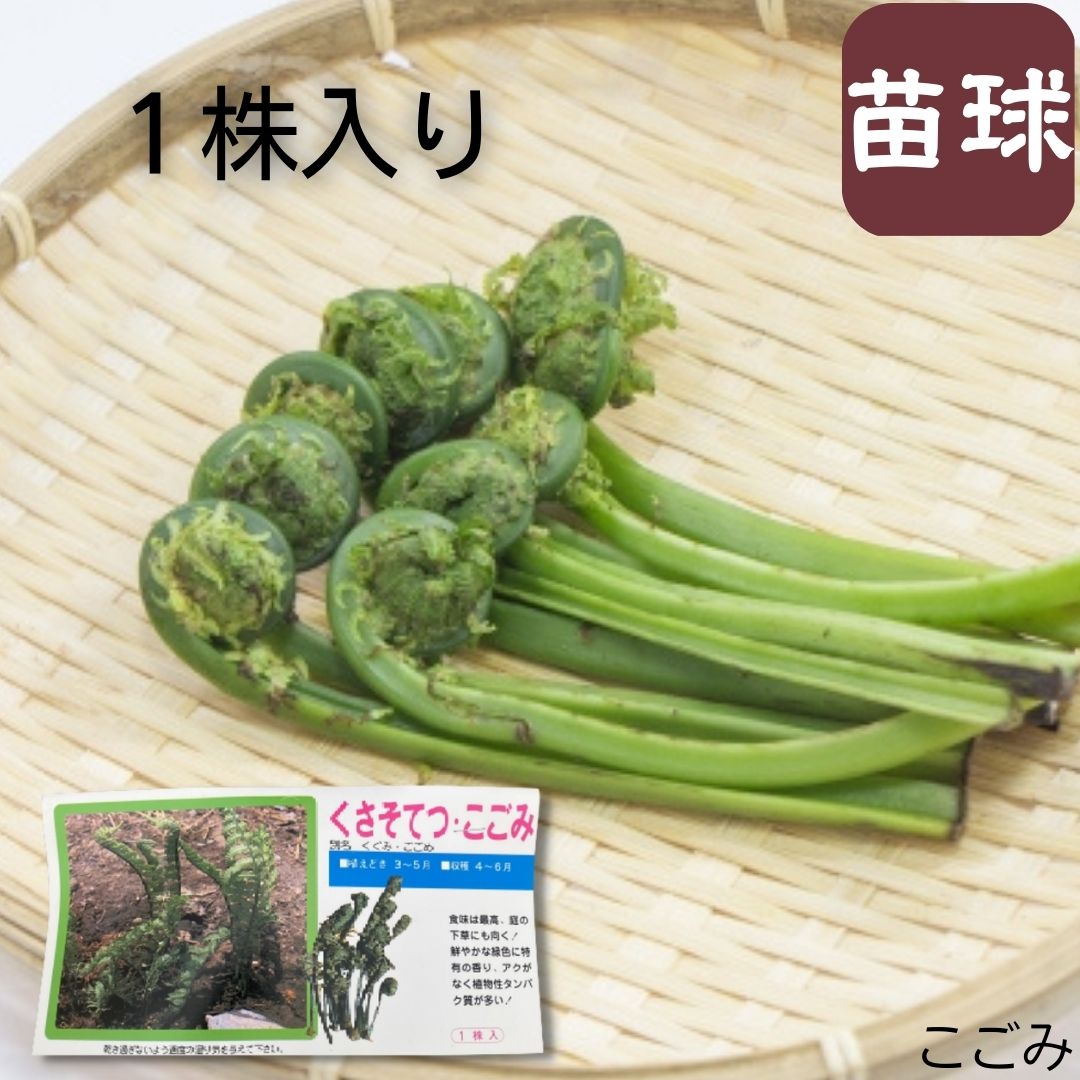 【 春植え時期 】くさそてつ ・ こごみ 1株入り 山菜