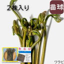 【 秋春植え時期 】わらび 2株入り 山菜