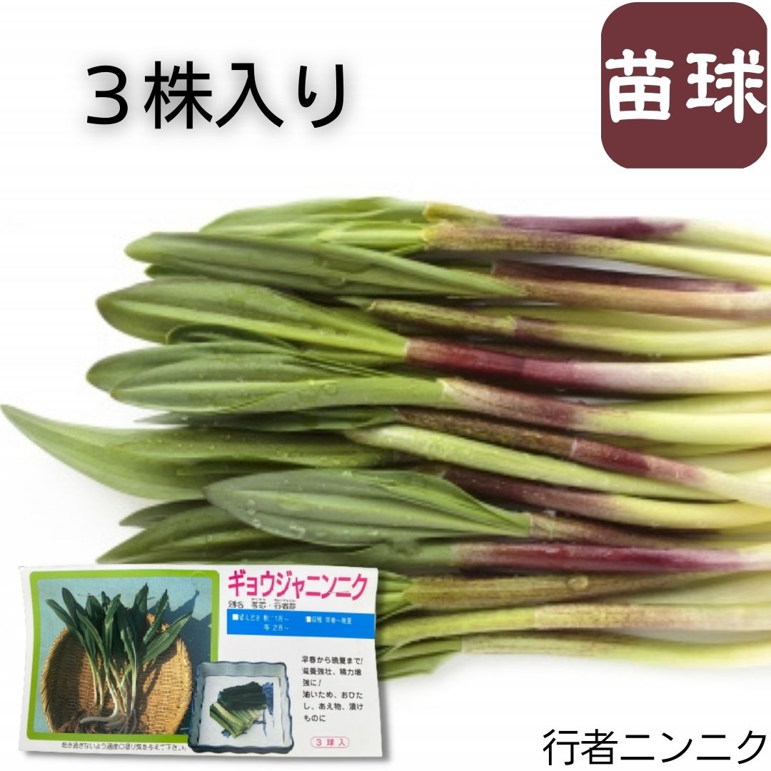 【 秋春植え時期 】行者ニンニク 3