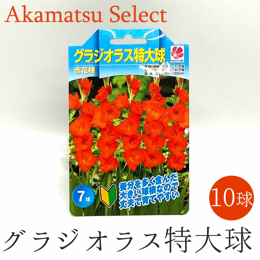 グラジオラス 球根 特大球 赤花種 7球入