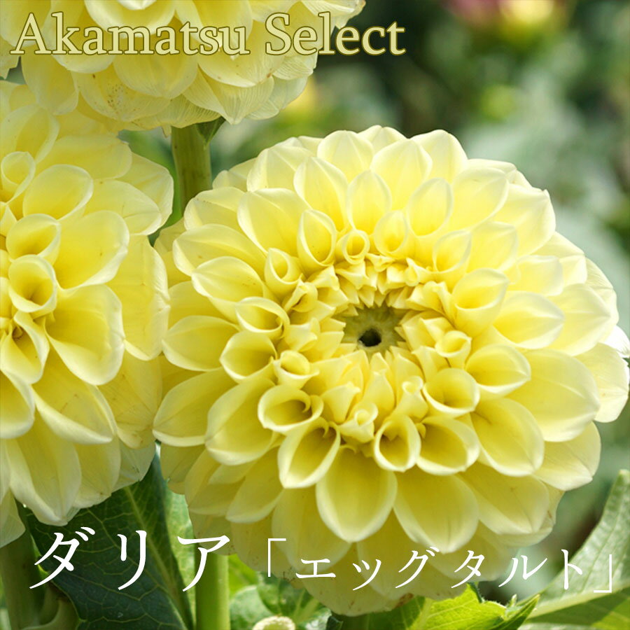 色や咲き方が様々で、1球から30本以上の 切り花やアレンジを楽しんでいただけるダリアです。 上手く仕立てて、夏前に切り戻しをすることで、 11月中旬頃まで開花を楽しむことができます。 【植え付け時期】3月上旬～5月下旬 【開花時期】6月上旬～11月中旬 【草丈】60cm~70cm 鉢植えの場合は、 直径が8号以上の鉢に 植え付けてください。 ※草丈がかなり伸びるので支柱が必要です。 植え付けの際、一緒に仕立てておきましょう。 【ご注意事項】 ※商品写真はイメージとなっております。 植物は色や形状など個体差があり、 実際の色とは多少イメージが 異なる場合がございます。 また、球根の大きさ、 形には品種ごとの違いがあり、 全て同じサイズではございません。 ■その他当店取り扱い商材・店内商品検索ワード 種　種子　野菜種子　花種子　花球根　きゅうこん　プランター　鉢植え　多年草 菜園キット 栽培セット 肥料　使いやすい肥料　有機肥料　有機質肥料　固形肥料　液体肥料　野菜の肥料　花の肥料　発芽管理道具　発芽管理機械　育苗器　温度管理資材　花水耕栽培　水耕栽培容器　水栽培　ガラス瓶　発根肥料　野菜の土　花の土　花と野菜の土　野菜培養土　花培養土　花と野菜の培養土　土壌改良材 家庭菜園 簡単 キット ベランダ菜園　プランター栽培 初心者 環境にやさしい ハーブ 観葉植物 ドライフラワー 唐菖蒲 春植え 夏咲き 春の花 夏の花 多年草 植え付け時期 花の種 花の苗 花の球根 育てやすい 初心者 人気 定番 Dahlia テンジクボタン 3月 4月 5月 6月 7月 8月 9月 かわいい おしゃれ カットフラワー ブーケ 花束 花材 生花 室内栽培 屋内栽培 ガーデニング キク 多年草 ポンポン咲き 変わり咲き グラデーション