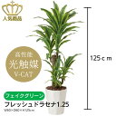 【送料無料】 人工観葉植物 フェイクグリーン フレッシュドラセナ1.25 428G250-40 ［ W60×D60×H125cm ］ 光の楽園