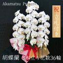【立札付き!】開店や開業祝いにフラワーギフト!胡蝶蘭ギフト 3本立ち(花数36輪程度)ギフト 贈り物 プレゼント こちょうらん コチョウラン 胡蝶蘭 フラワーギ...