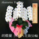 【立札付き!】開店や開業祝いにフラワーギフト!胡蝶蘭ギフト 5本立ち(花数50輪程度)ギフト 贈り物 プレゼント こちょうらん コチョウラン 胡蝶蘭 フラワーギ...