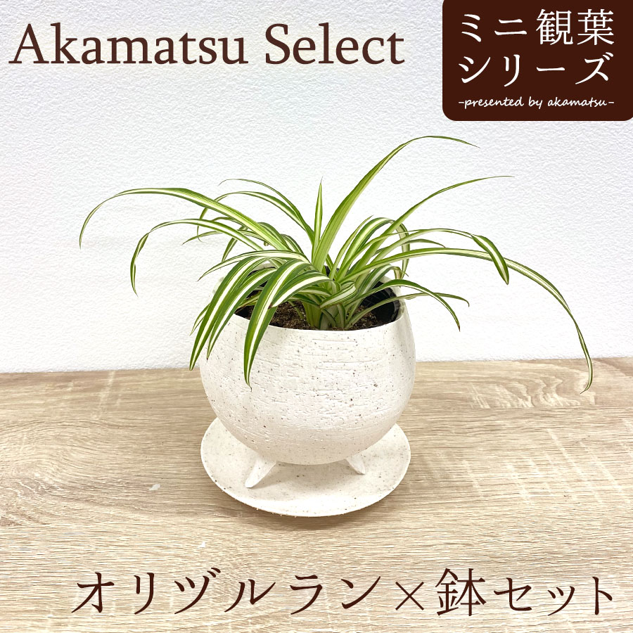 オリヅルラン Akamatsu Select オリヅルラン×鉢セット 3号 ボニー