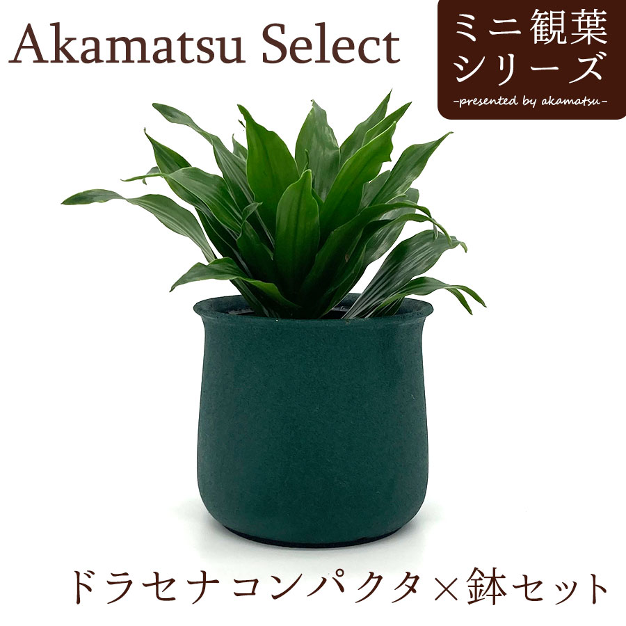ドラセナ Akamatsu Select 幸福の木 ドラセナ コンパクタ×鉢セット 3号
