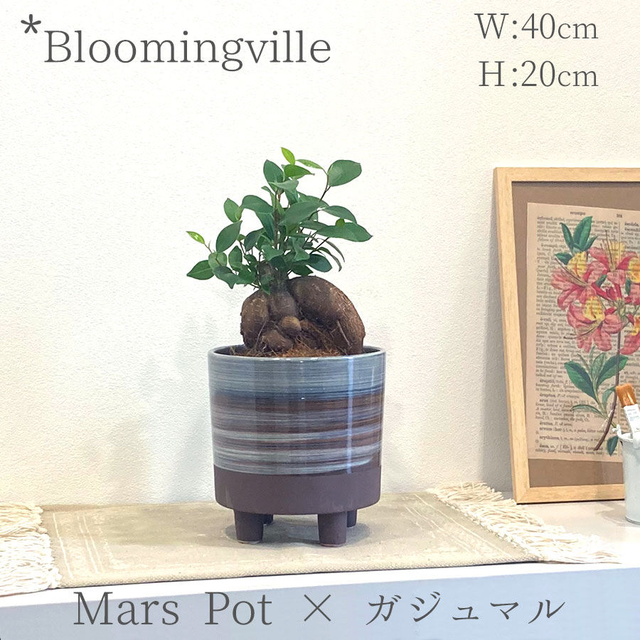 楽天赤松種苗【現品限り】 ガジュマル × Bloomingville（ブルーミングヴィル） マースポット 4号