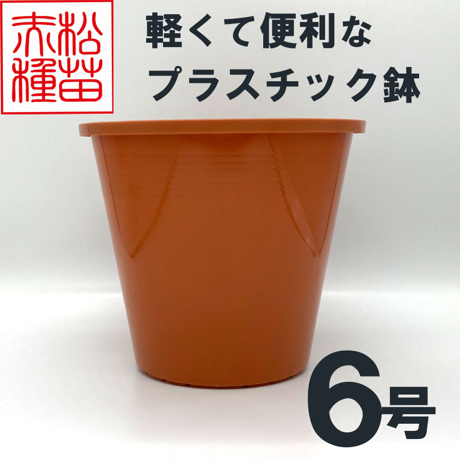 プラスチック鉢 6号 ブラウン 茶色 