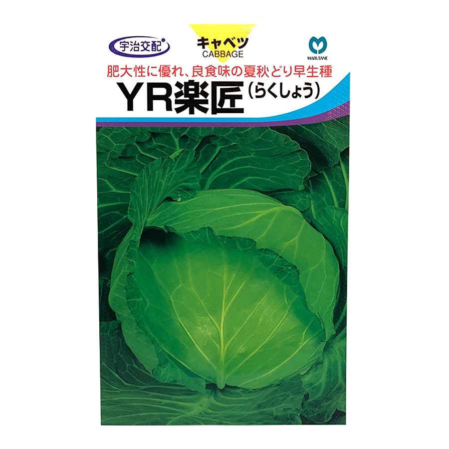 【ネコポス対応】 キャベツ 種子 YR楽匠 宇治交配 100粒入り