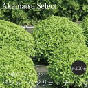 【ネコポス対応】 バジル バジリコ 種子 バジリコ・ナーノ 約200粒