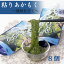 粘りあかもく 福岡県宗像市の玄界灘で収穫される天然の海藻です 180g 8個 1,440g 海の恵み ビタミン ミネラル 食物繊維が豊富で美容や健康 ダイエットに関心のある方へオススメ まるでサプリメントのようなのスーパー海藻 送料無料でお届け 4,640円