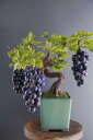 盆栽 葡萄 #5(造花)