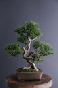 盆栽 松 #12(造花)
