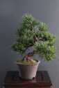 盆栽 松 #22(造花)