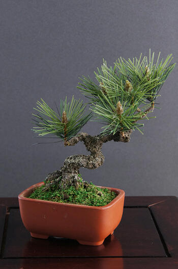 楽天市場】ミニ盆栽(造花・人工観葉植物|花・観葉植物):花 楽天市場】ミニ盆栽(造花・人工観葉植物|花・観葉植物):花