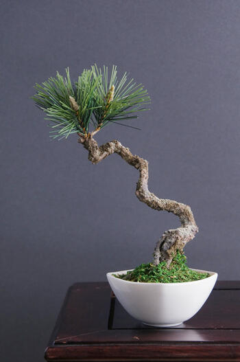 盆栽 松 #38（造花）【ギフトバッグ対応可】